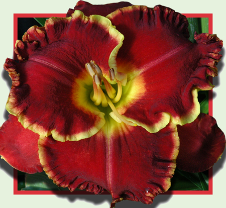 Prince John, Daylily