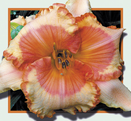 The Traveler, Daylily