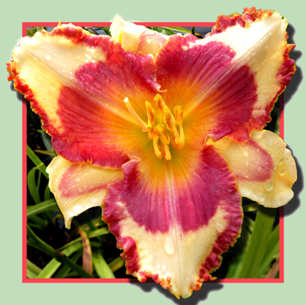 Triple Flaming Sevens, Daylily
