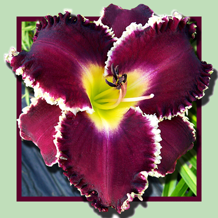 Vampire Diaries, Daylily