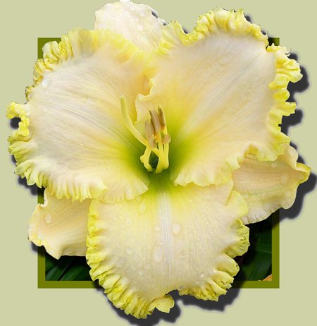 Vow of Silence, Daylily