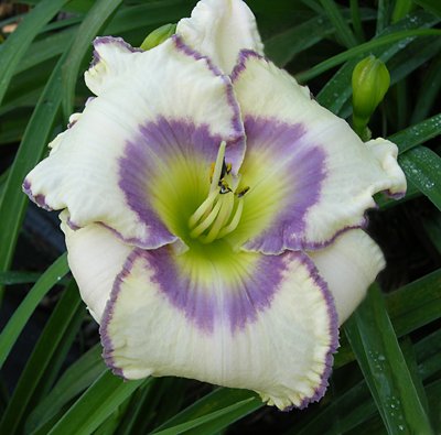 Cassowary Flight, Daylily