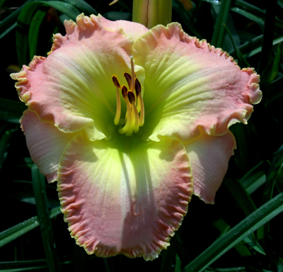 Dublin Bay Scampi, Daylily