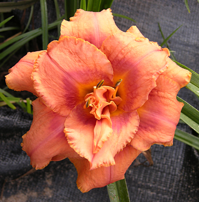 Nifty Niner, Daylily