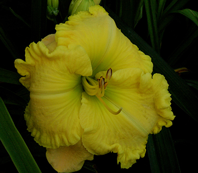 Petal Power, Daylily
