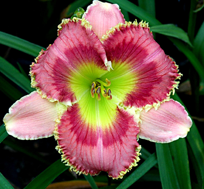 Playful Piranha, Daylily
