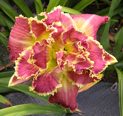 Possum in a D-cup, Daylily