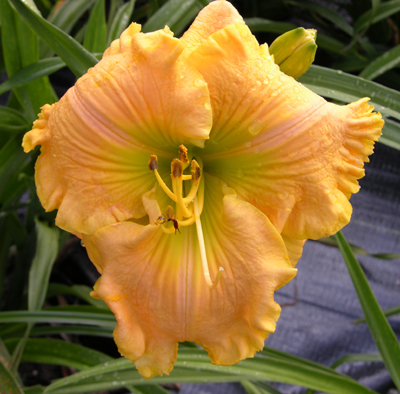 Substance Galore, Daylily