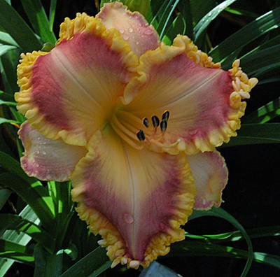 Tijuana Dreams, Daylily