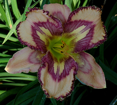 Wild and Wacky, Daylily