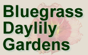 Bluegrass Daylilies