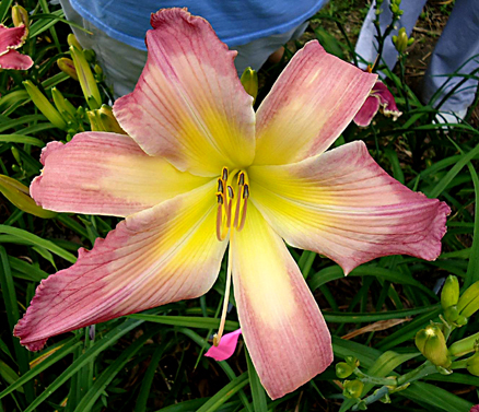 Small World Pink Cadillac