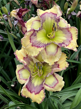 Green Eyed Applique, Daylily