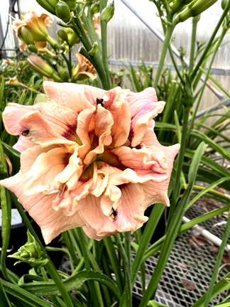 In the Genes, Daylily