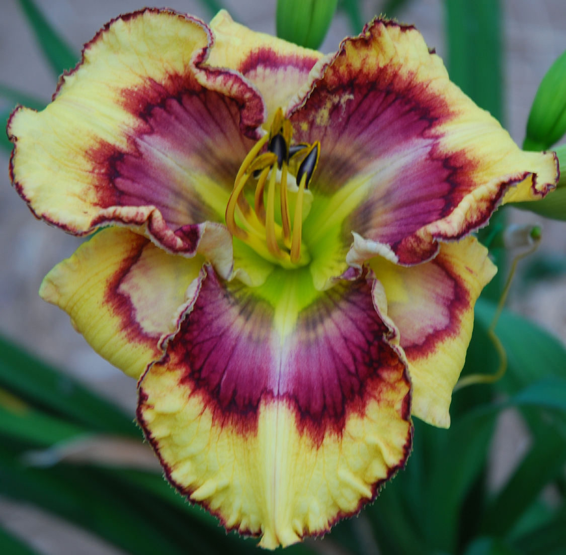 Wild Watercolor, Daylily