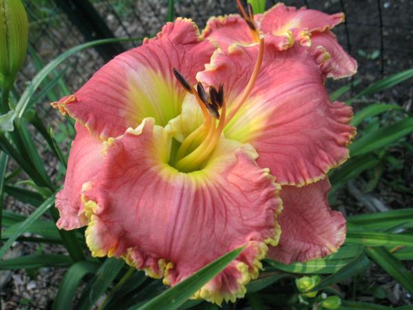 Abilene Dr. Teresa Burton, Daylily