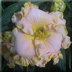 Across the Universe, Daylily