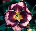 Adamas, Daylily