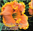 American Freedom, Daylily