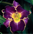 Ana Maria Margetts, Daylily