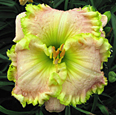 Apple Spring, Daylily