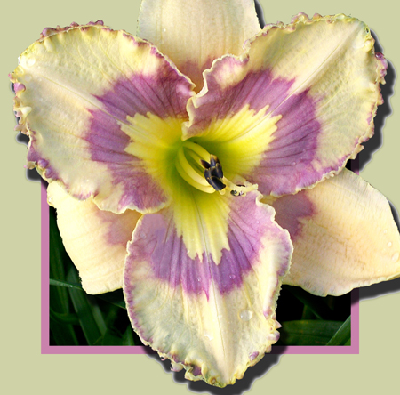 Applique Blues, Daylily