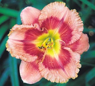 Autumn in Charlevoix, Daylily