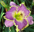 Barbara Morello, Daylily