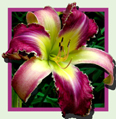 Barnacle Bill, Daylily