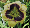 Big Navy, Daylily