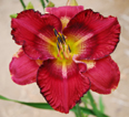 Big Red Wiggles, Daylily