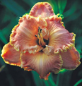 Bill Munson, Daylily