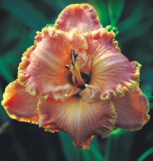 Bill Munson, Daylily