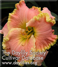 Bill Robinson, Daylily