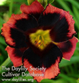 Black Eyed Bully, Daylily