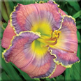 Bridey Greeson, Daylily