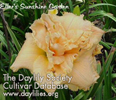 Buzz Saw Boogy, Daylily