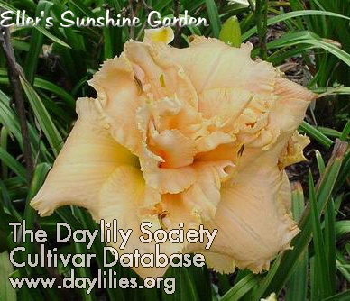 Buzz Saw Boogie, Daylily
