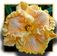 Bonnie Holley, Daylily