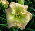 California Kid, Daylily