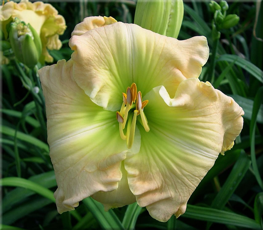 California Kid, Daylily