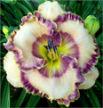 Call Me Carla, Daylily