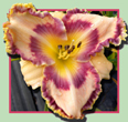 Caribbean Soul, Daylily