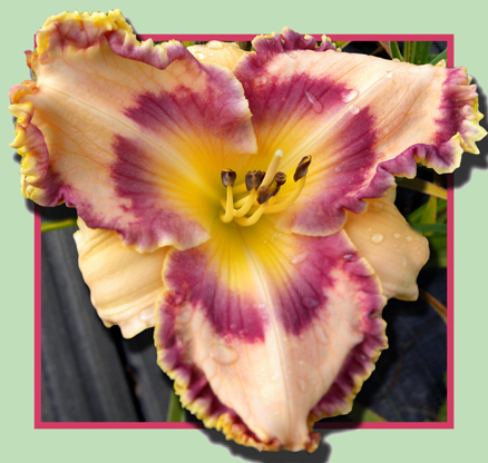 Caribbean Soul, Daylily