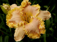 Carolyn Mann, Daylily