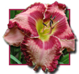 Casa Des Juan, Daylily