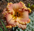 Chang Dynasty, Daylily