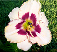 Cherry Berry, Daylily