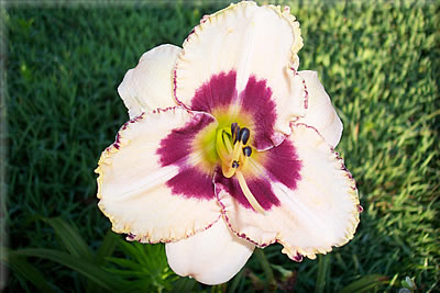 Cherry Berry, Daylily