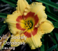 Cherry Candy, Daylily